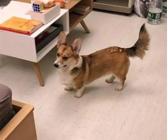 機器狗遛柯基,趣味互動背后隱藏的冷思考