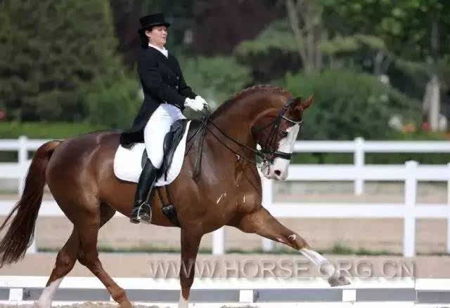 男子飛身上馬策馬狂奔，揭秘現(xiàn)代馬術(shù)運(yùn)動(dòng)的魅力與挑戰(zhàn)