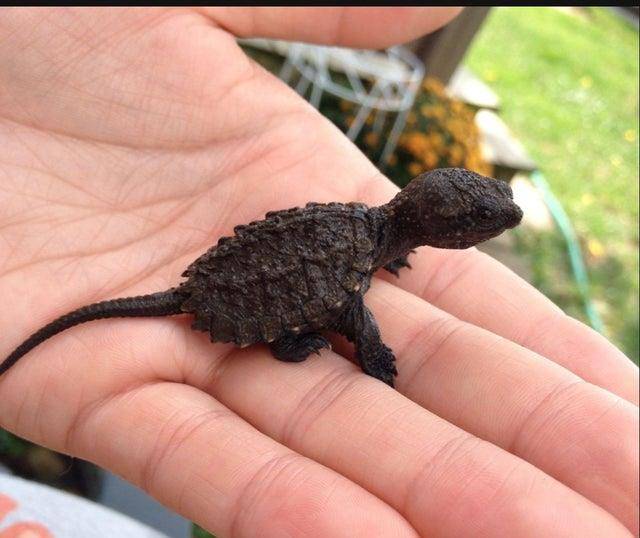 鱷龜被主人遺忘箱底1年瘦成皮包骨，背后原因令人深思