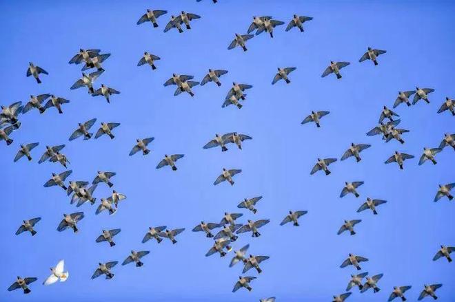 一只和平鴿的見證，街頭巷尾的人間煙火