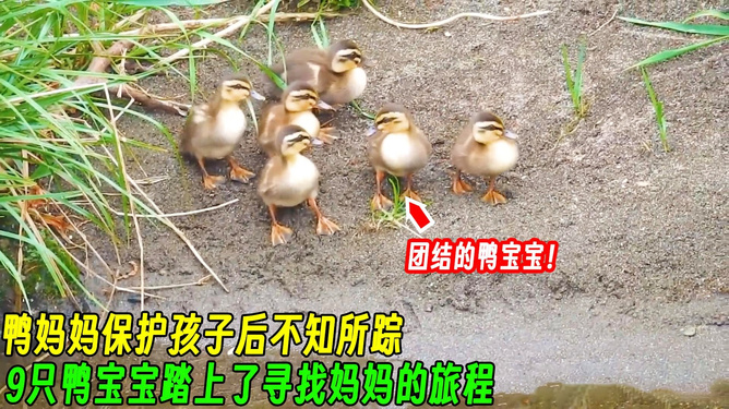 小孩哥出手，連套兩只活鴨，揭秘自媒體作者如何玩轉(zhuǎn)農(nóng)村生活！