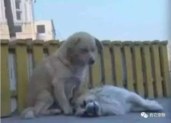 狗闖入店內欲咬人，男子拿板凳反擊，一場人與狗的生死較量！