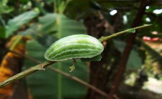 女子在瓜地發(fā)現(xiàn)東西瓜，一場(chǎng)意外的奇遇，揭秘植物界的奇妙現(xiàn)象