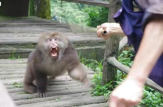 官方辟謠，峨眉山猴子被擊斃？真相竟然是……