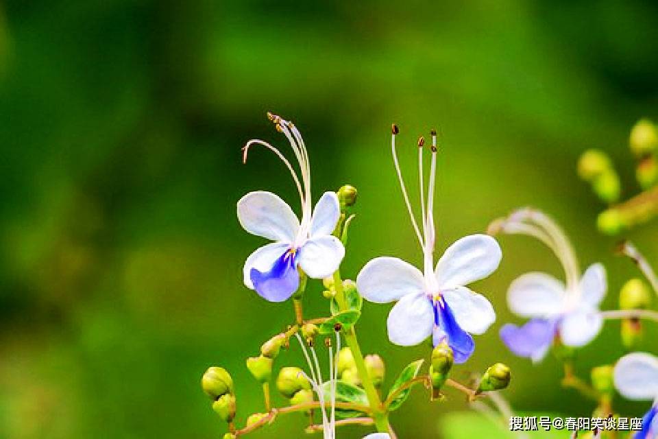 維尼修斯之夜，令人揪心的表現(xiàn)與難以言表的情感