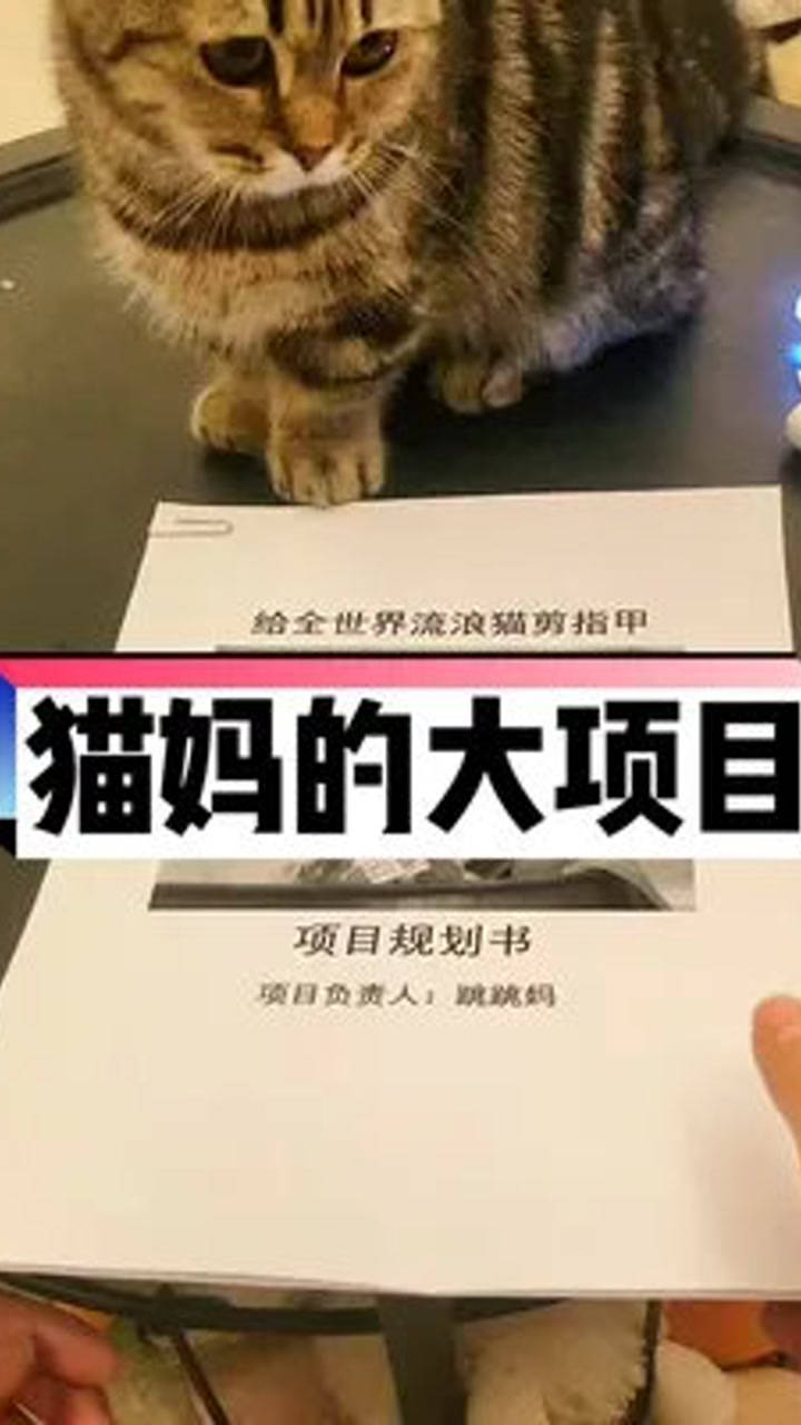 白茶專訪，喵星人傳遞治愈與歡樂的力量