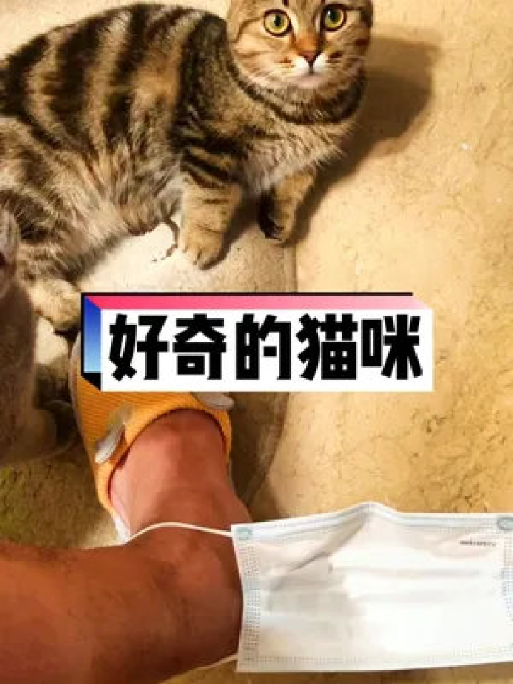 白茶專訪，喵星人傳遞治愈與歡樂的力量