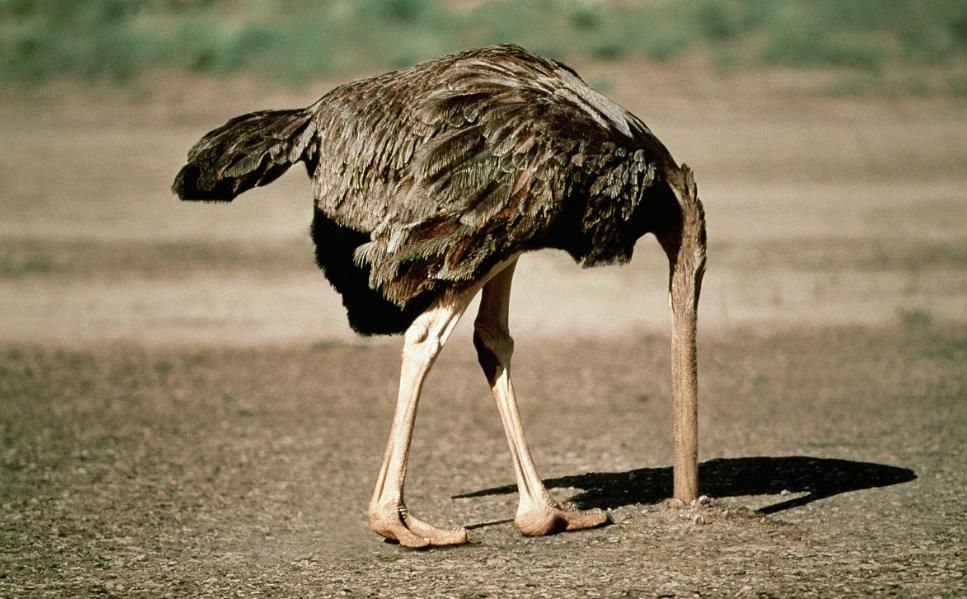 女子養(yǎng)鴕鳥仔3年長到2米高200斤，揭秘鴕鳥養(yǎng)殖的奇妙之旅