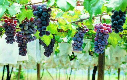 武賈西奇，退役前后的釀酒事業(yè)與對橡木桶和葡萄的執(zhí)著追求