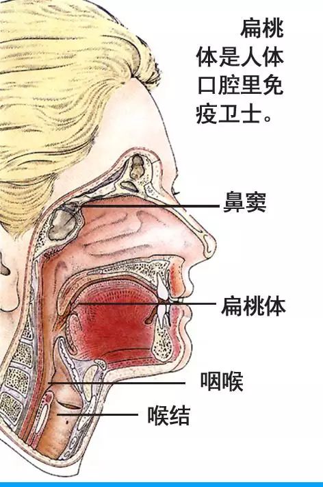 揭秘人體唯一不會(huì)長(zhǎng)大的器官，它究竟有何特殊之處？