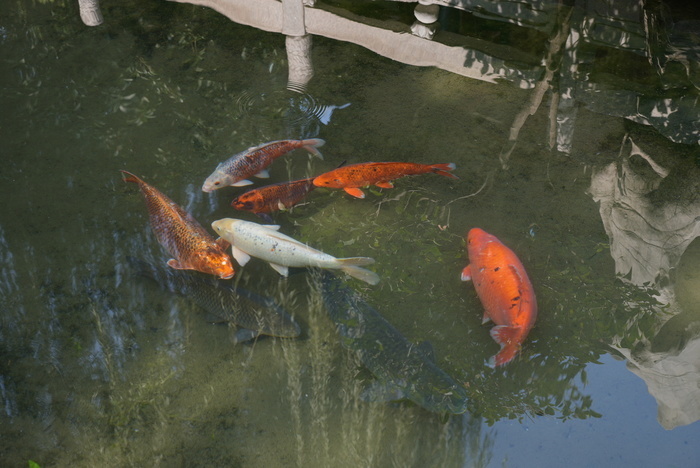 趵突泉錦鯉胖成豬鯉，網(wǎng)紅魚背后的故事與啟示