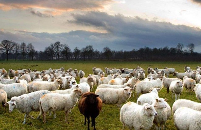 四五十只羊大街上圍吃綠化帶，背后原因引人深思！