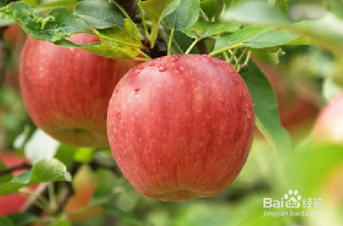 石榴籽，既美味又營(yíng)養(yǎng)，你了解多少？