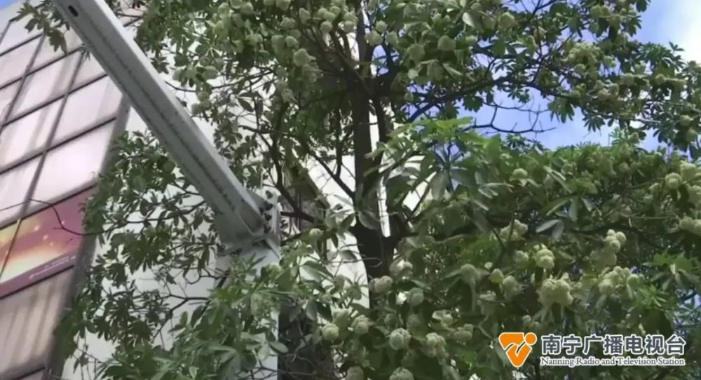 深圳街頭糖膠樹開花，氣味因人而異，揭秘這神秘植物的神奇魅力