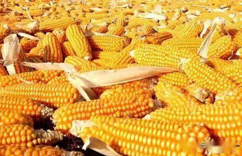 文玩玉米需求暴漲，價格炒到上萬元，背后原因揭秘！