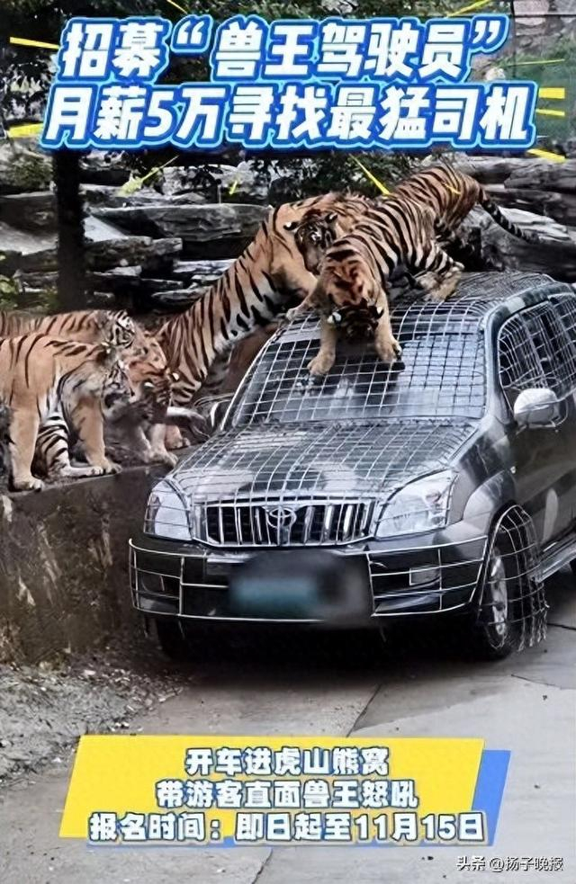 月薪5萬！動物園猛獸區(qū)司機(jī)職位引熱議，揭秘這份工作的幕后真相