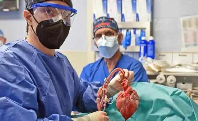 美國男子體內(nèi)移植豬腎生存271天，醫(yī)學(xué)奇跡還是倫理爭議？