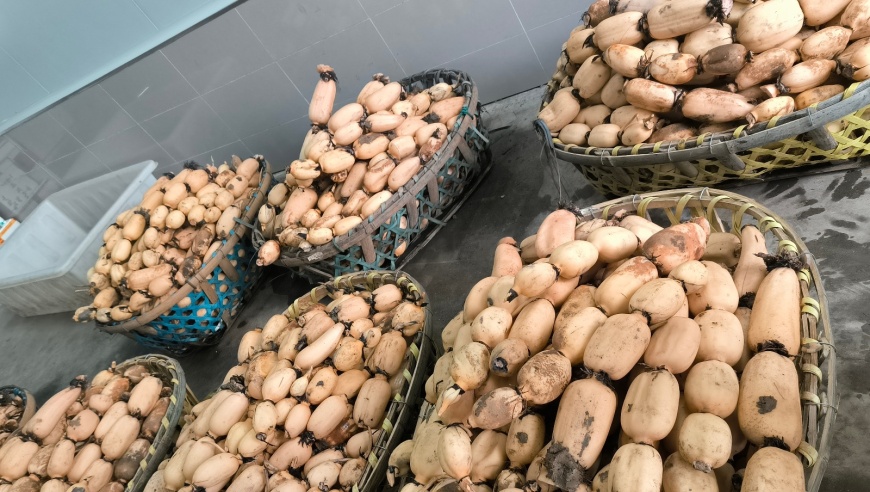 居民腌制酸菜長(zhǎng)出嫩芽，網(wǎng)友紛紛求購(gòu)，這是怎么回事？